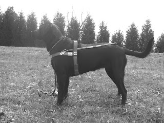 Black/white picture of Duchess wearing the harness.  It was taken in the same spot as the one with Toby in harness(just like the header picture) - and she is in a stand-stay looking straight ahead
