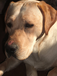 Photo of Toby's face from the front - the background is somewhat black, and you can see the sore on his nose