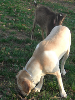 Picture of Toby sniffing the ground - and the brownish/black goat sniffing him (her name is Ginger)