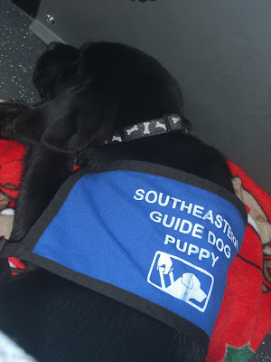 Photo of Rudy sleeping on his blanket while riding on the shuttle