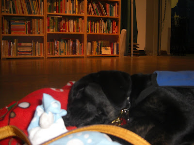 Picture of Rudy asleep with a huge bookcase full of books in the background