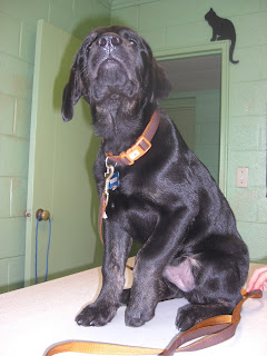 Photo of Rudy in a sit-stay on a table at the vet