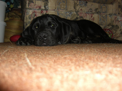 Picture of Rudy laying down giving his pitiful face!