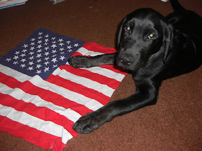 Photo of Rudy in a down-stay looking at the camera, with his paw on a American flag bandanna