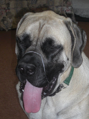 Photo of Liberty's face - with a huge nice piece of slobber/drool hanging ON top of her mouth...