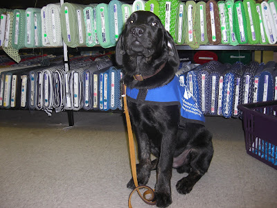 Picture of Rudy in a sit-stay in front of some green and blue fabric at Mary Jo's (we were shopping for fabric to make a puppy blanket for Rudy