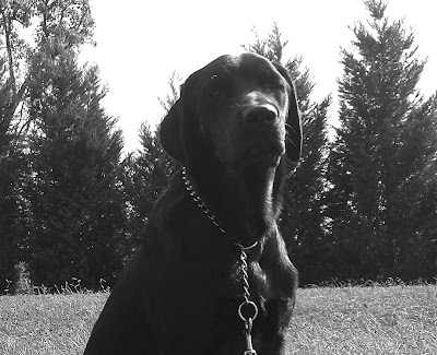 black/white picture of Rudy's shoulder up - he's wearing a chain collar & in a sit-stay. (photo taken during the photo shoot I did last week) 