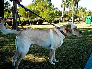 Picture of Toby standing, side view picture. He looks quite big (and strong!). The coloring in the picture looks very nice