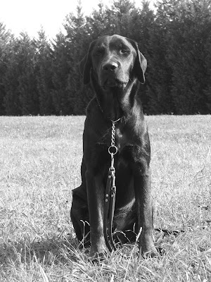 Black/white picture of Rudy in a sit-stay outside in the grass