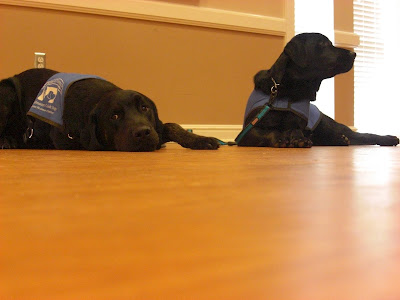 Picture of Rudy & his brother Al in a down-stay. Rudy's looking at the camera with his head resting on the ground