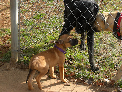 picture of Trixie sniffing Rudy through the fence; Tracker is watching on the right side