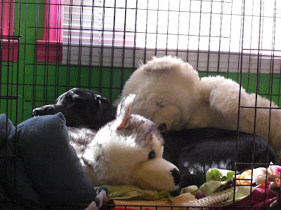 Picture of Rudy sleeping in his dog crate... with his huge stuffed wolf and bear (stuffies the size of Rudy!)