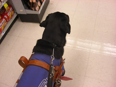 Picture of Rudy in coat/harness doing the command forward beside me (walking 2 feet ahead of me)