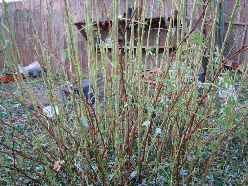 JeffCo Master Gardeners Raspberry Comeback! by Gardener Cumax