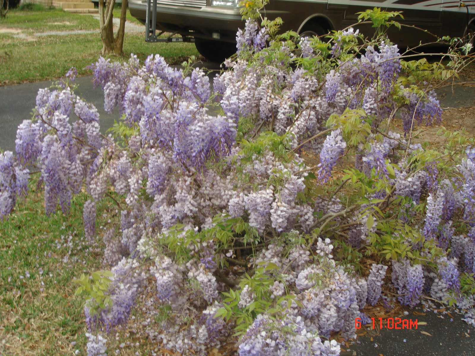 Southern Wistful for Wisteria