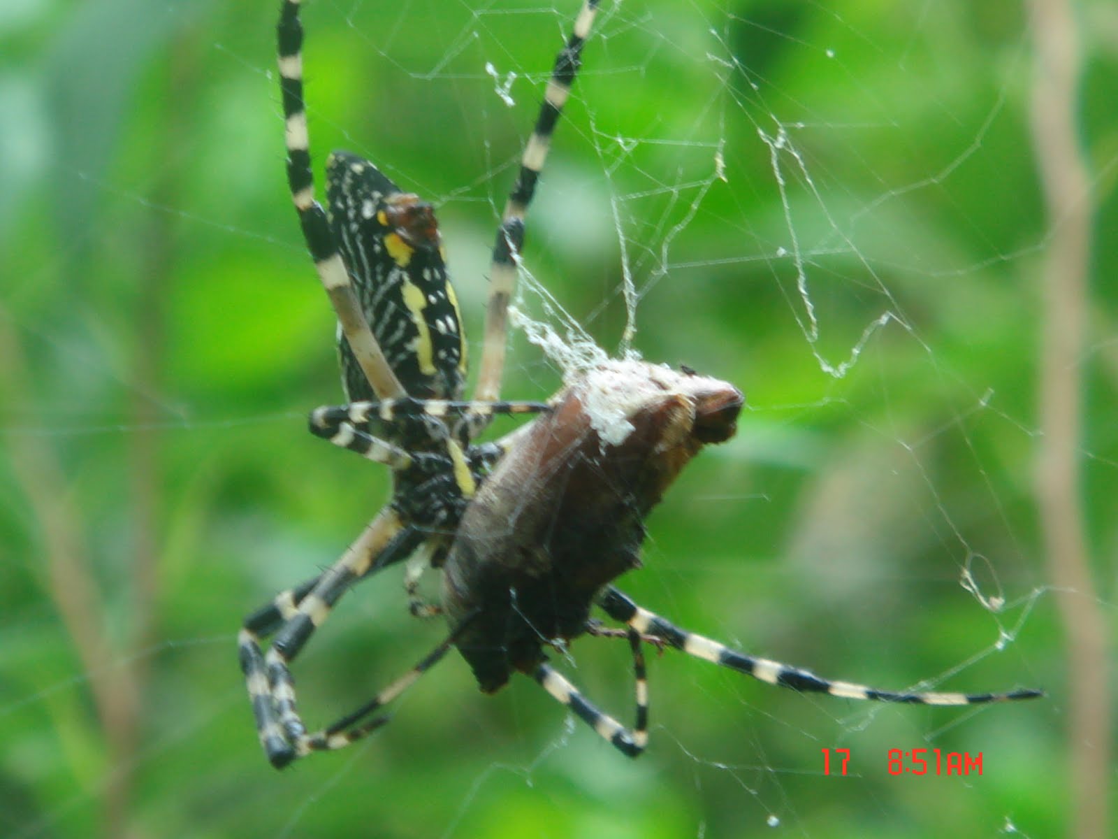 Southern Smorgasbord Along Came A Spider 