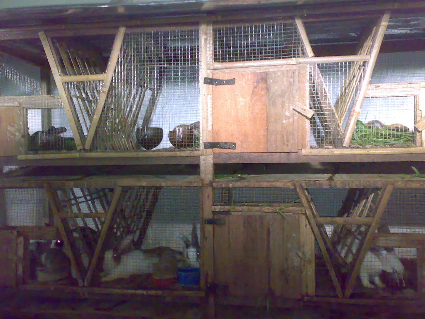 AUFA RABBIT FARM: Kandang Kelinci di Peternakanku