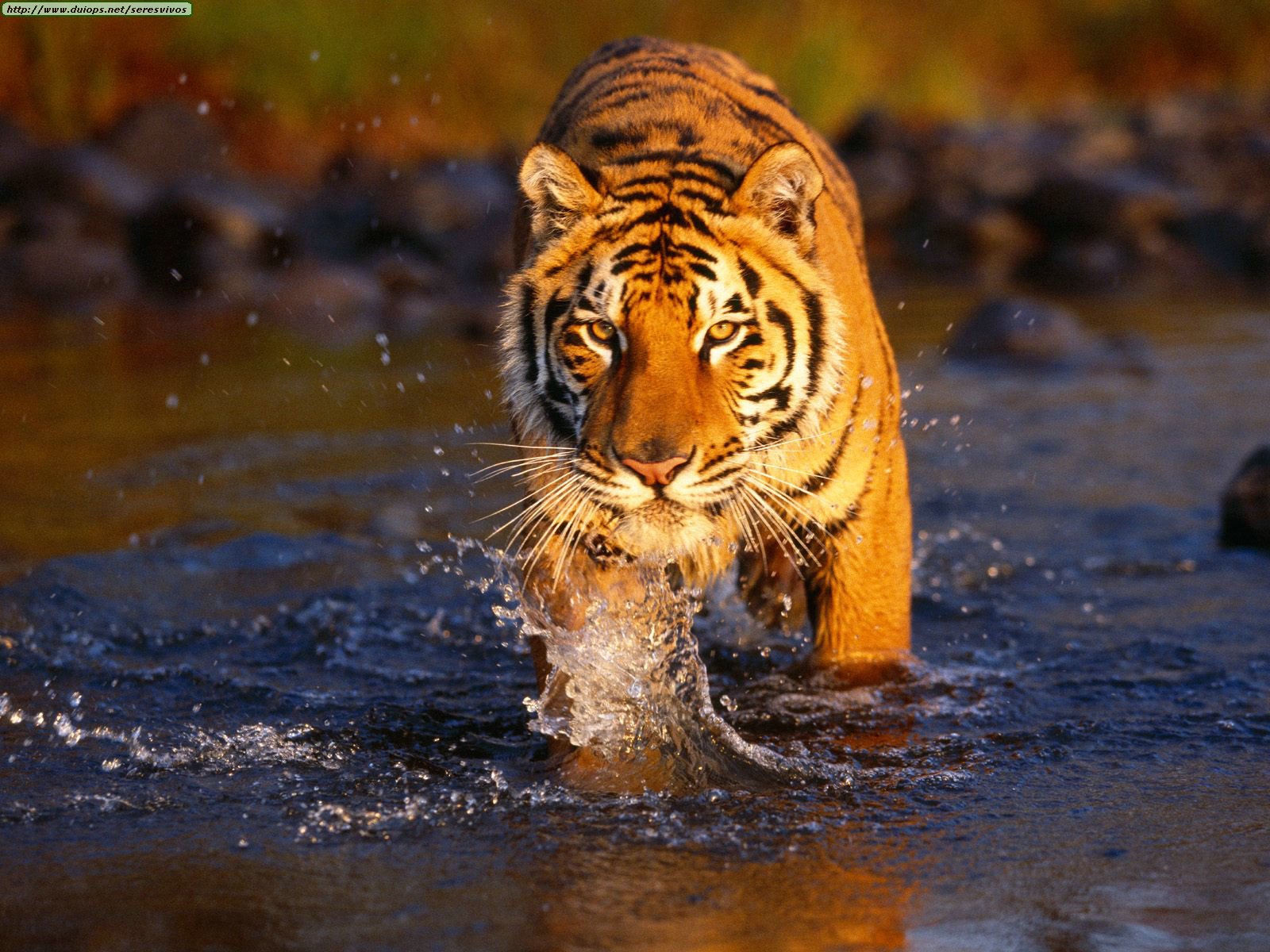 [Creek+Crossing,+Bengal+Tiger.jpg]