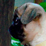 Sunny Pim Dancing Queen