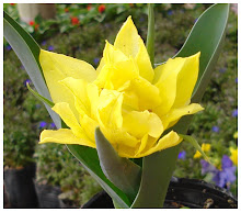 TULIPAN