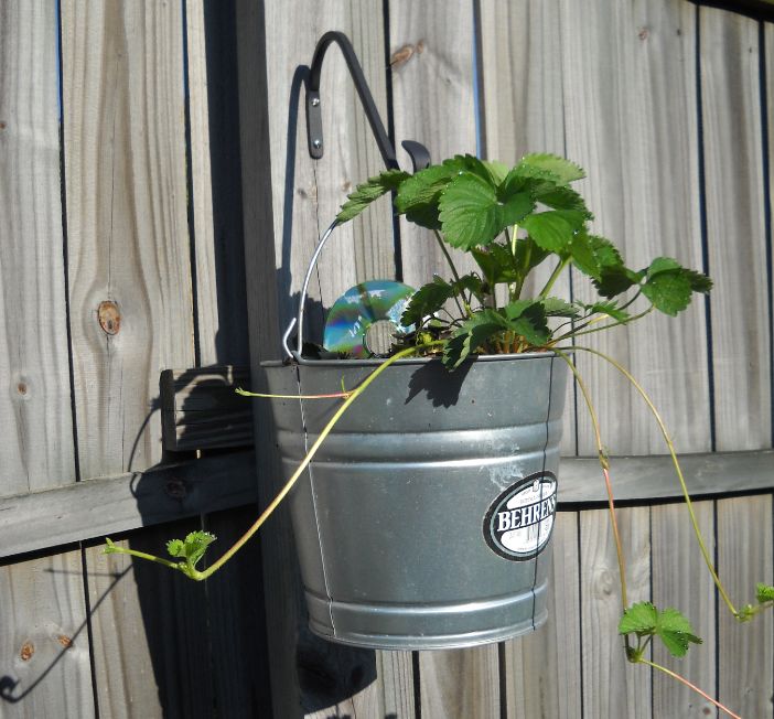 Pond and Water Garden Hanging Strawberries
