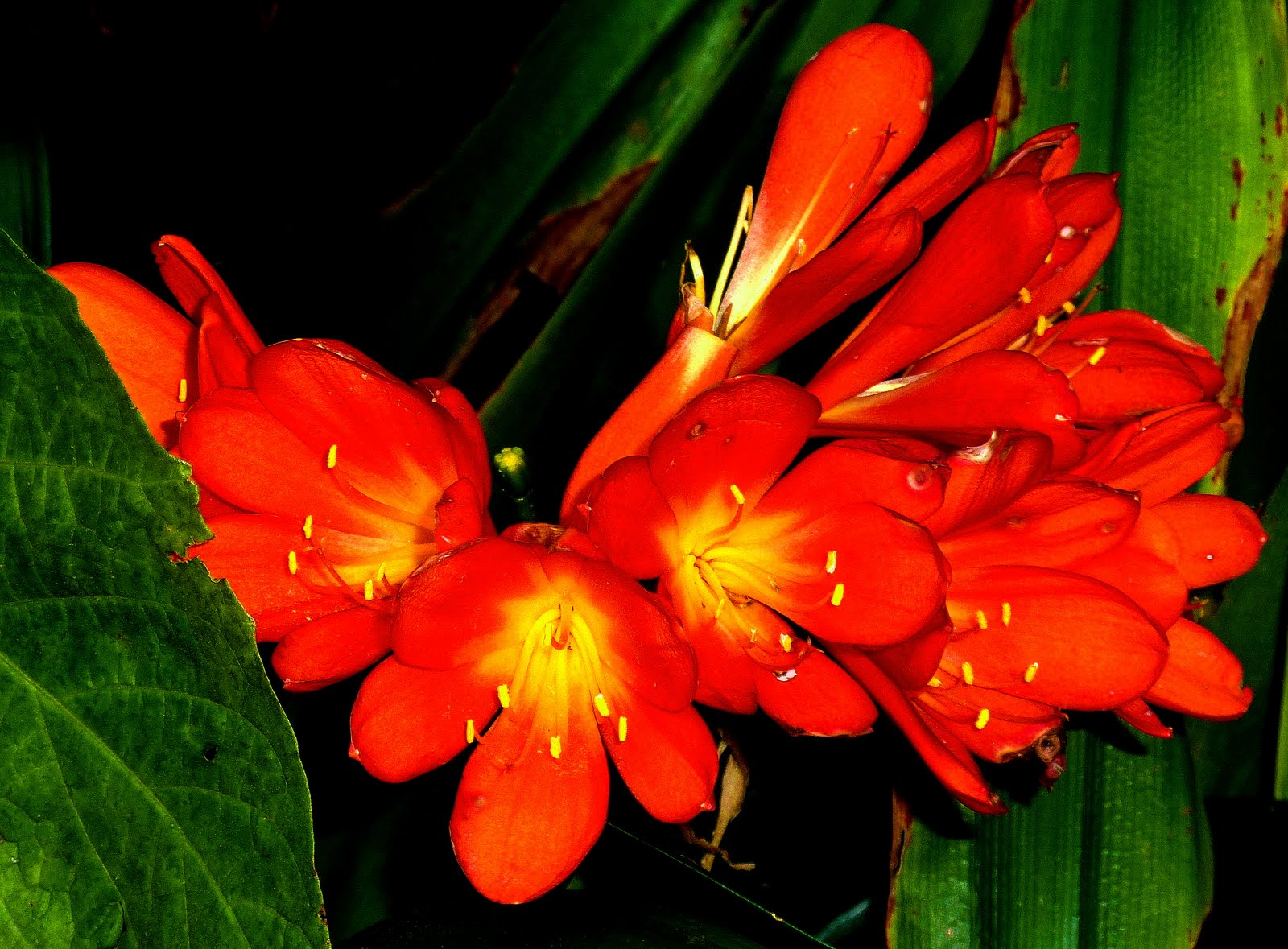 Orange Flowers Names And Pictures
