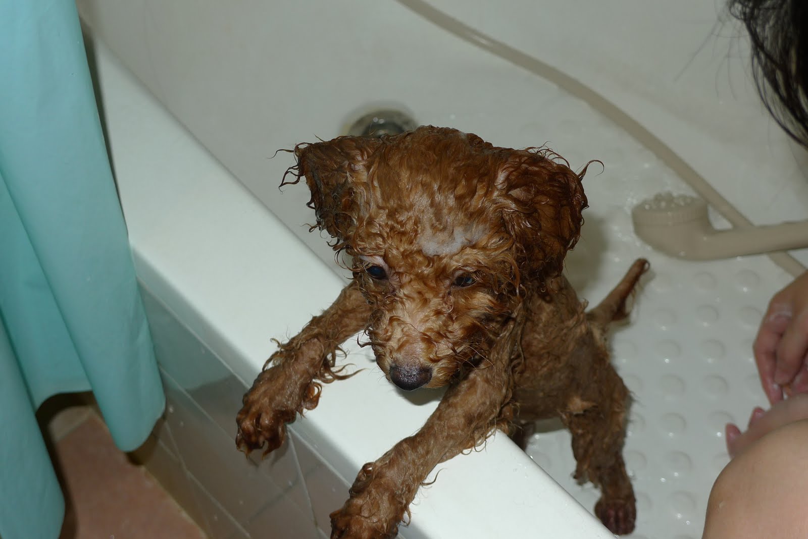 Ginger The Toy Poodle