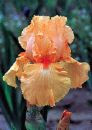 Favorite Flower-Iris