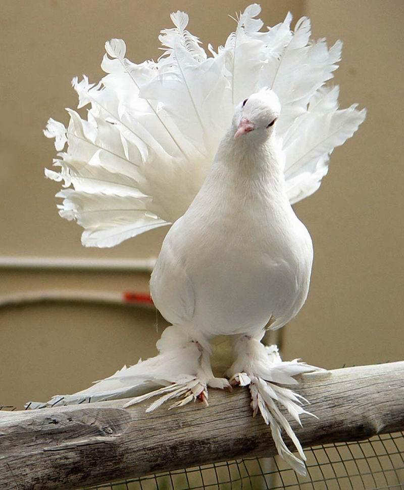 http://4.bp.blogspot.com/_u-1bWm8IQJw/TTR2Ek2xwnI/AAAAAAAAB5M/f6G63CqHCxI/s1600/Beautiful-bird-white-pigeons+%25289%2529.jpg