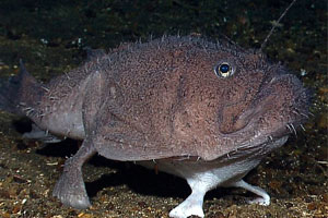 Cari Tahu: Ditemukan Ikan Berkaki Di Dasar Laut Indonesia