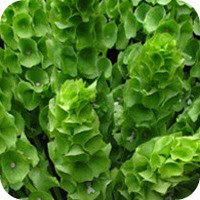 BellsofIreland - BellsofIreland -