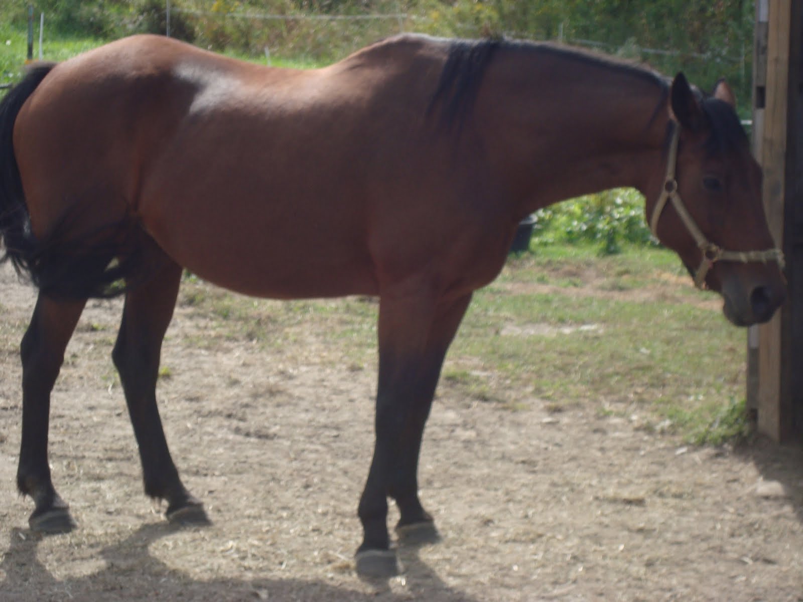 Barnyard Blog Endangered Animal Spotlight Cleveland Bay Horse