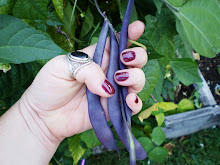 Heirloom Purple Podded Pole Beans