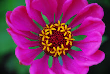 Zinnias from my Garden