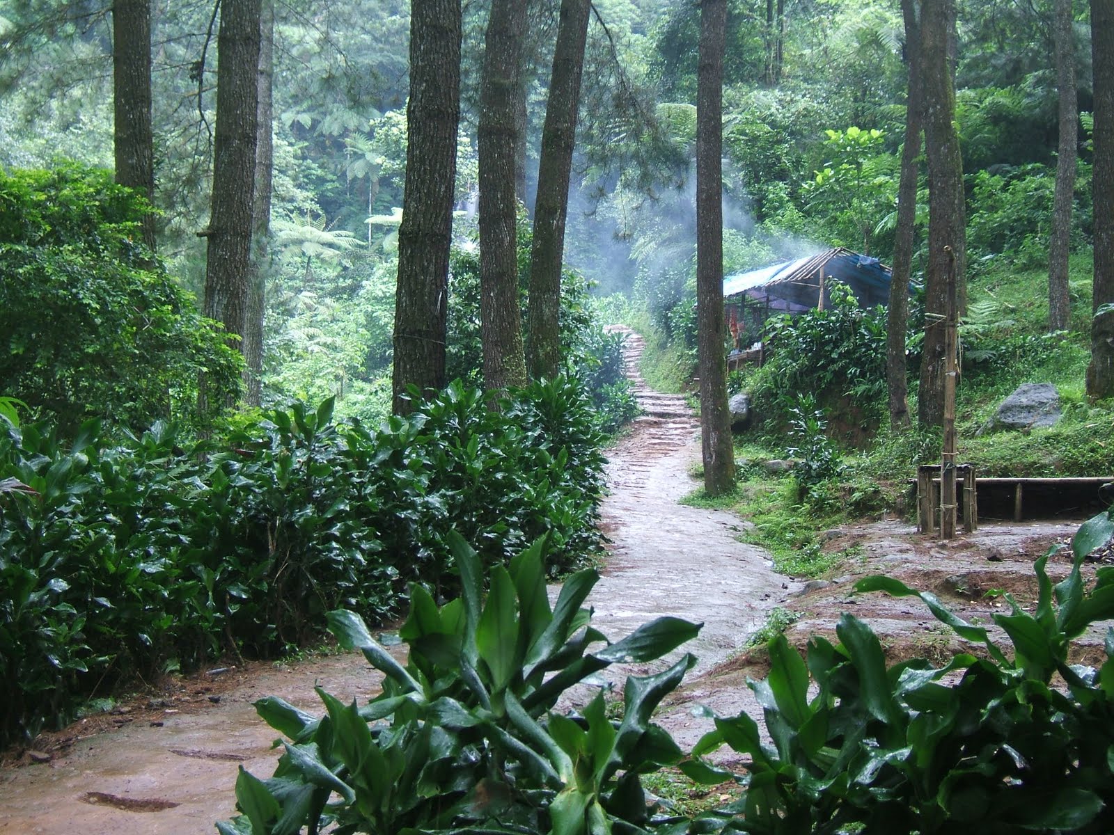 Foto Hutan Wisata