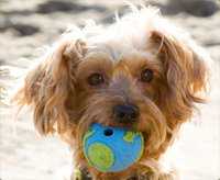 Ira, Yorkie, 10 years