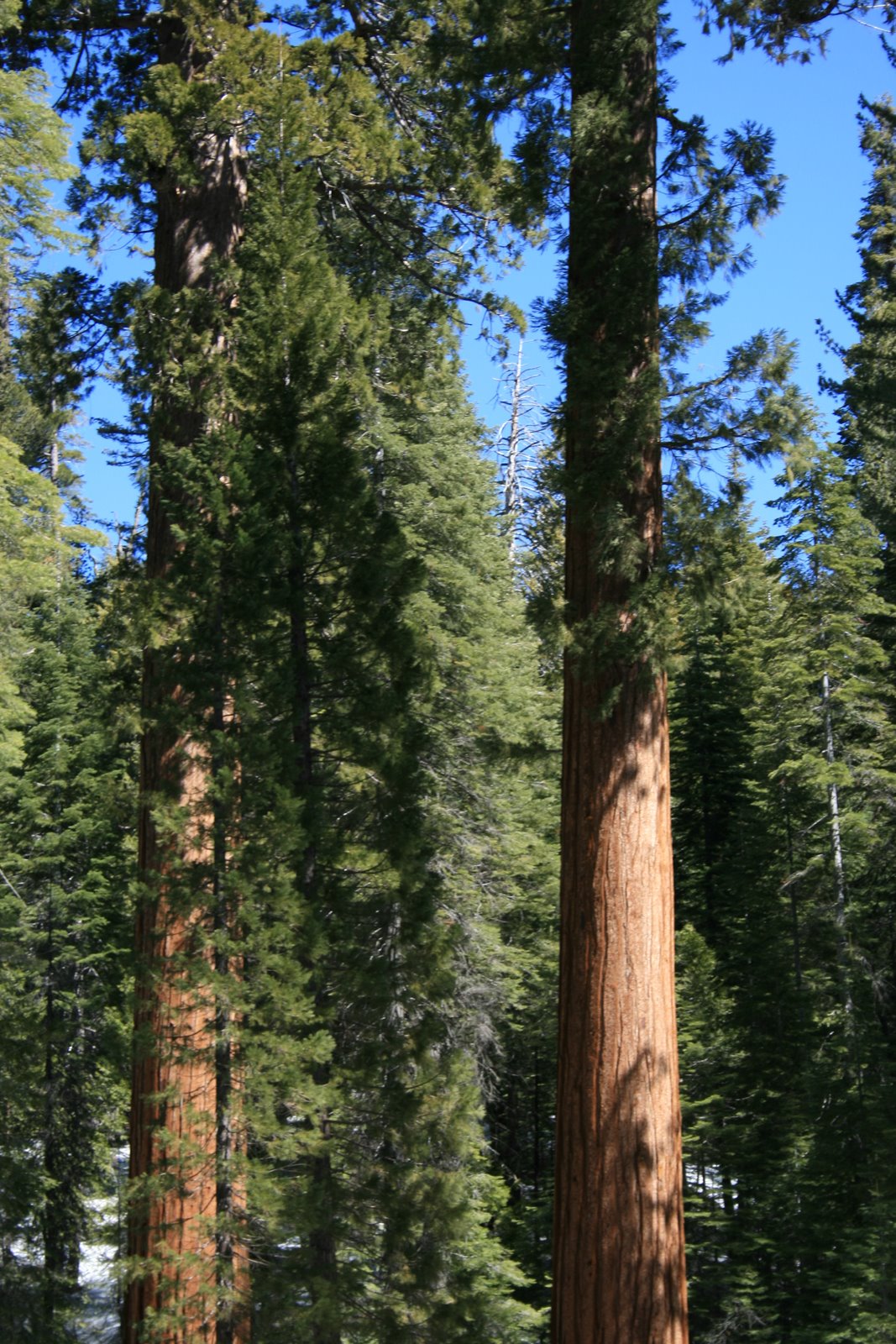 [sequoia3.JPG]