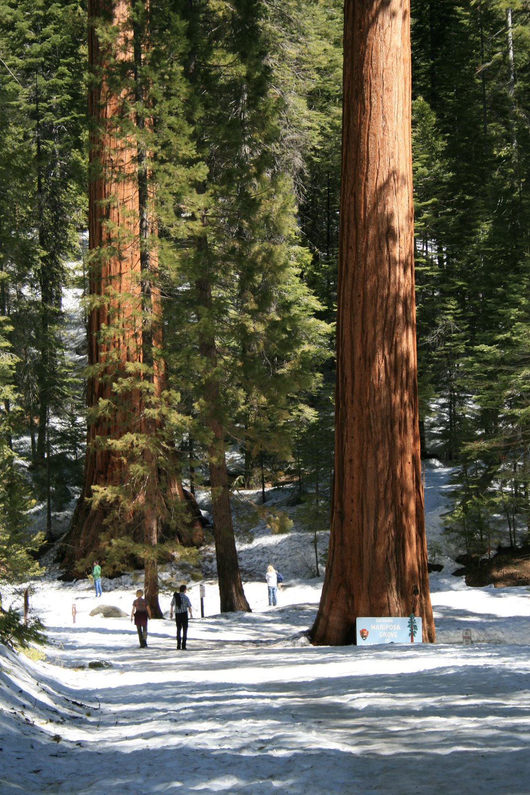 [sequoia4.JPG]