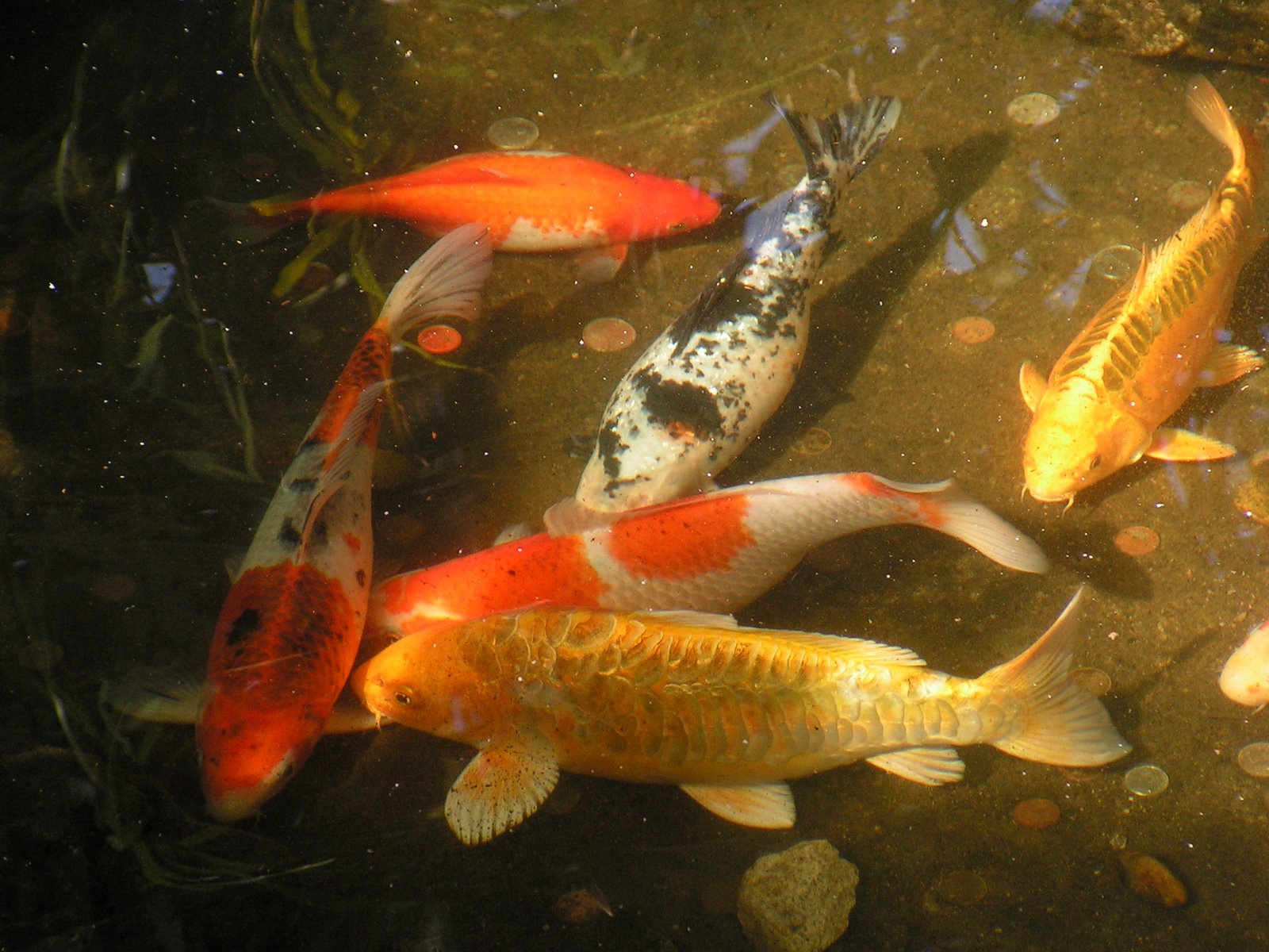 [greekfeast+229.jpg]