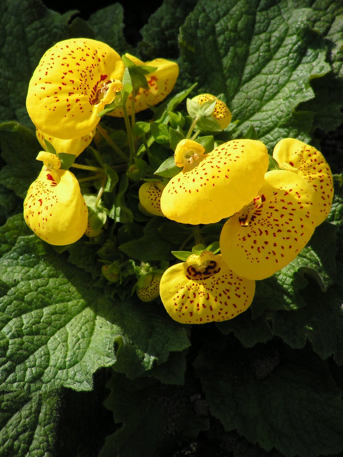 [greekfeast+238.jpg]