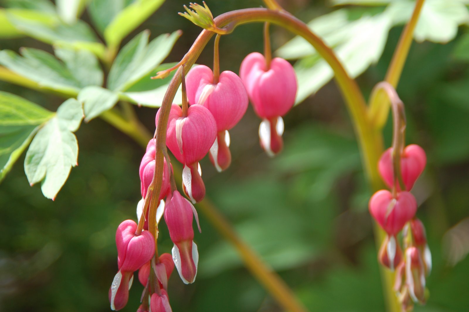 [2009+April+flowers+club+bluenote+062.jpg]