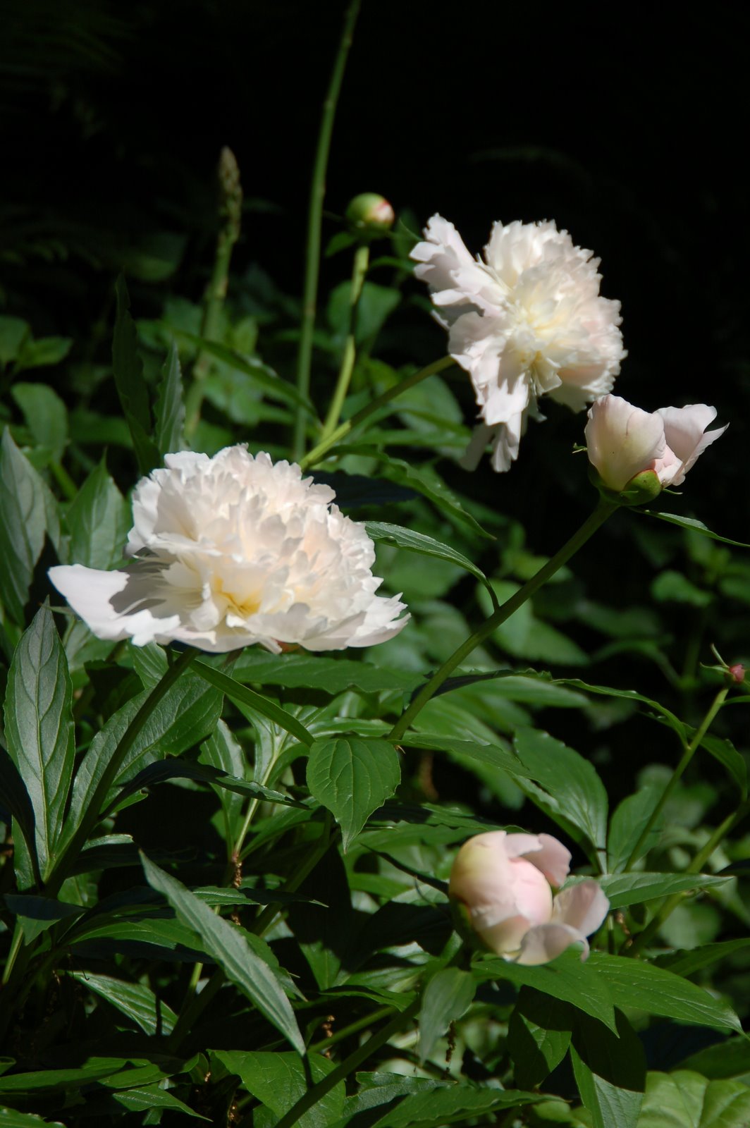 [2009+peonies+012.jpg]