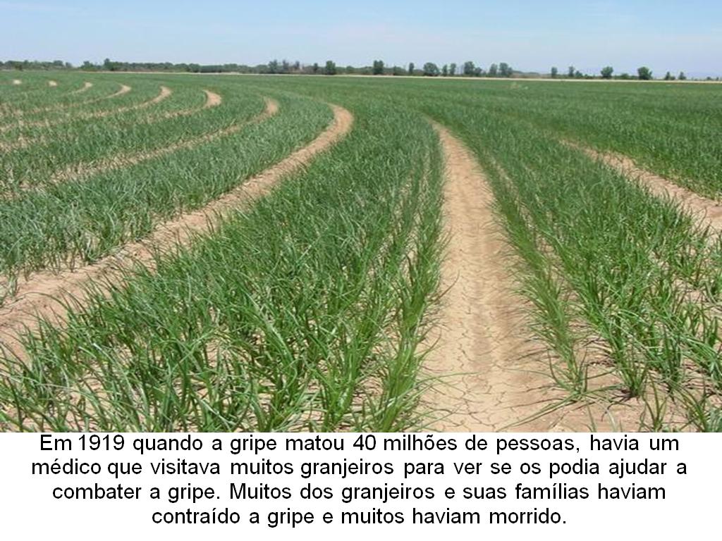 Exemplos Da Utilidade Da Vegetação Na Alimentação