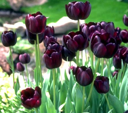 The Club of Compulsive Readers: Historias sobre tulipanes negros