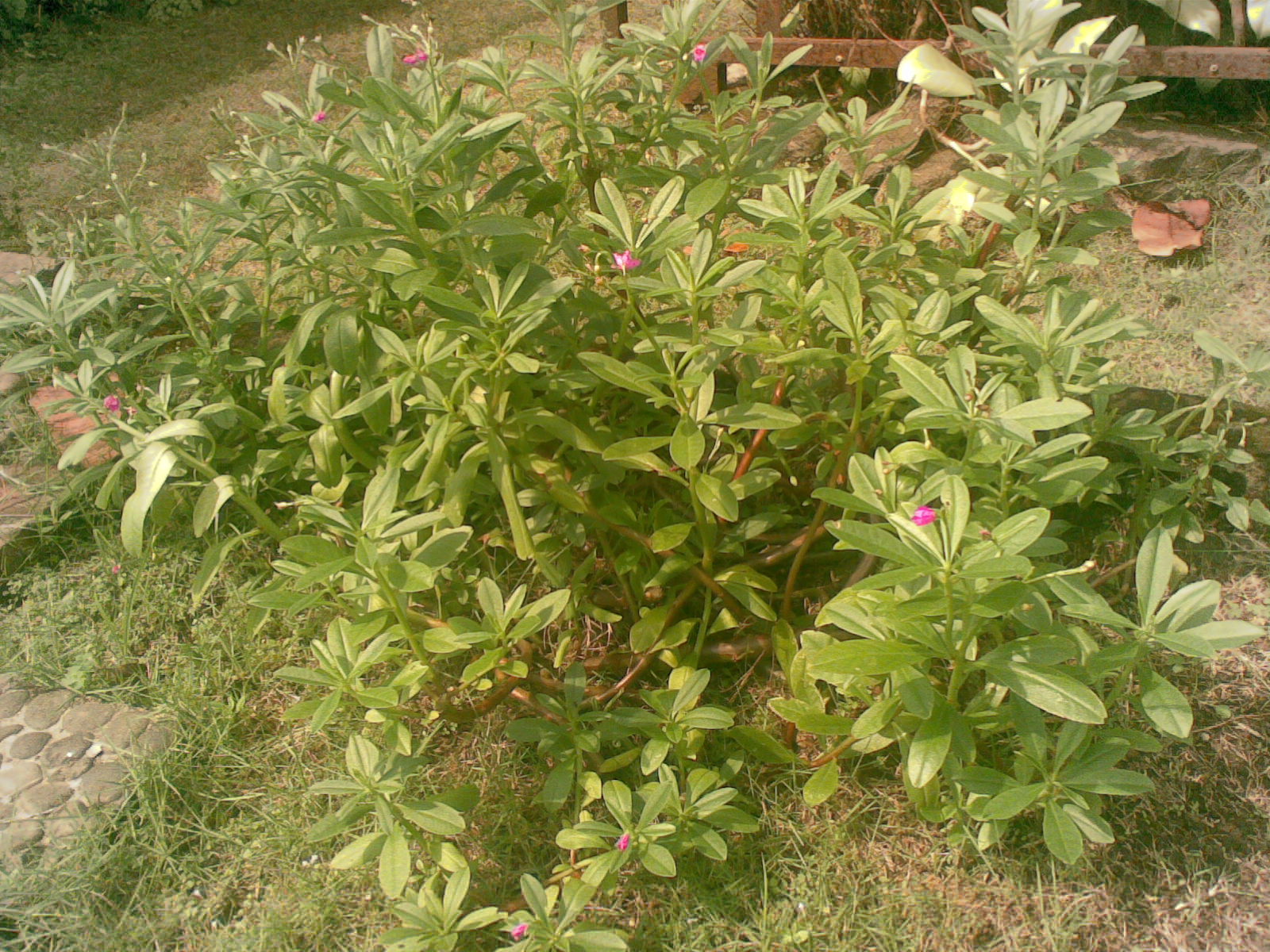 MEMANFAATKAN DAUN GINSENG SEBAGAI SAYURAN | Tips Petani