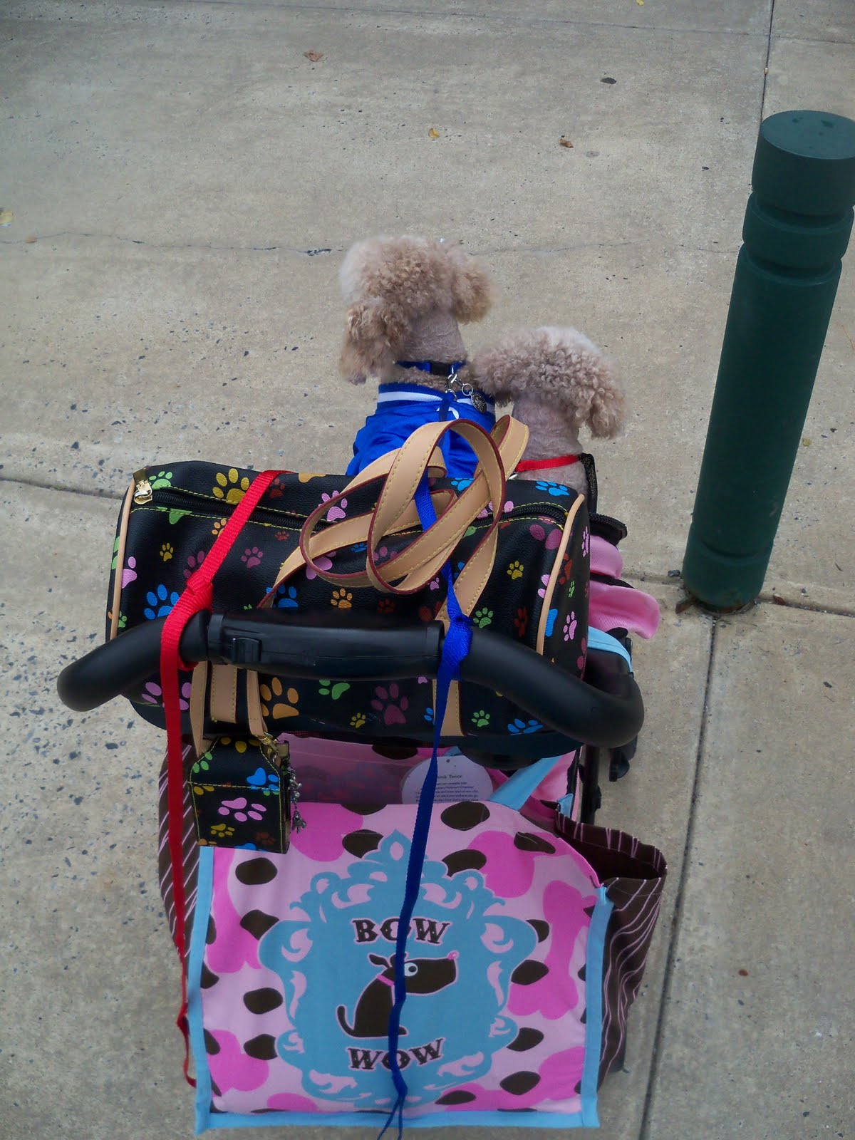 Dog Eared Paducah's Cutest Pet Contest Part 1 of 3