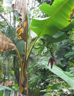 Bananenstaude mit Bananenblüte, Costa Rica Bananenstaude mit Bananenblüte, Costa Rica