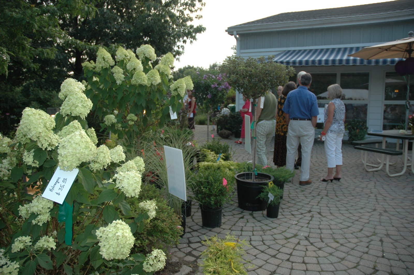 [hydrangeaprice.JPG]