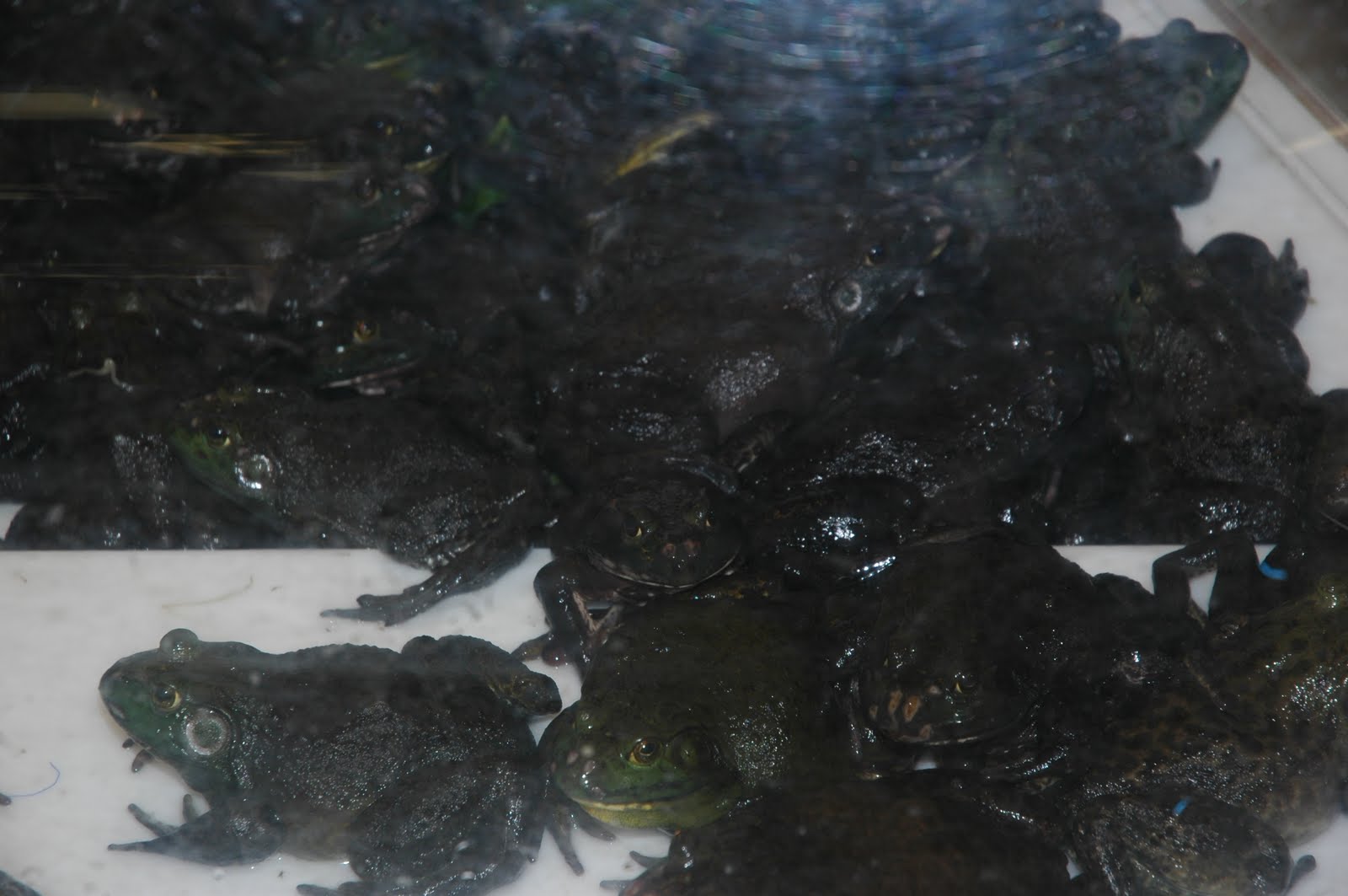 [lifrog.JPG]
