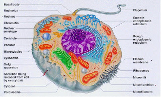 MRS. CHAVA'S BLOG: August 2008